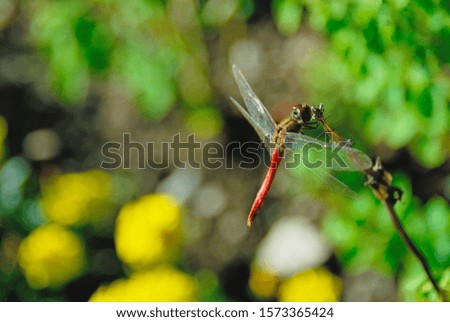 Image of red dragonfly in autumn