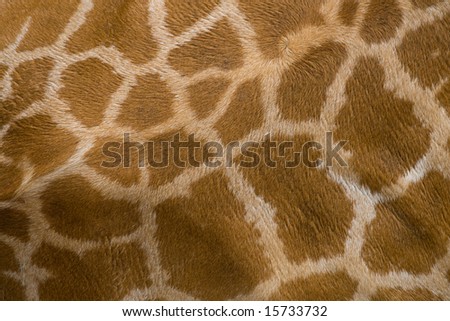giraffe texture close up