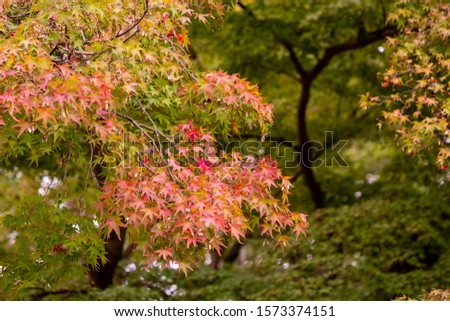 Autumn sunset landscape in Japan with beautiful autumn leaves.