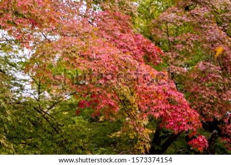 Autumn sunset landscape in Japan with beautiful autumn leaves.