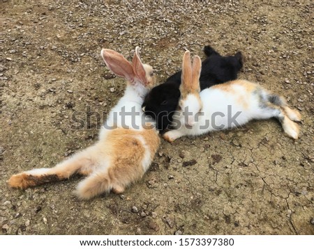 cute  group of wild rabbits