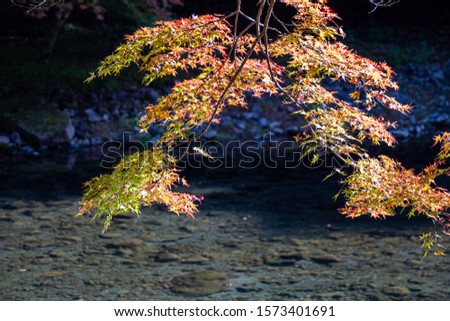 Autumn leaves with waterside background