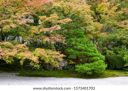 Japanese garden with beautiful autumn leaves