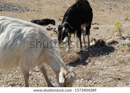 goat animal milk summer goats
