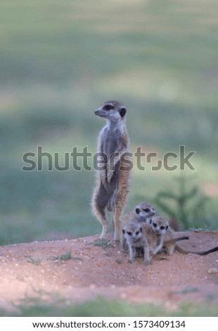 Suricate (Suricata suricatta) - Mother and youngs, Kgalagadi Transfrontier Park, Kalahari desert, South Africa.