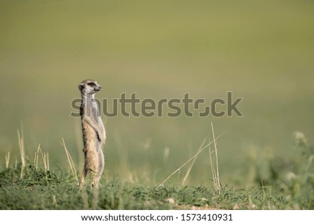 Suricate (Suricata suricatta), Kgalagadi Transfrontier Park, Kalahari desert, South Africa/Botswana.