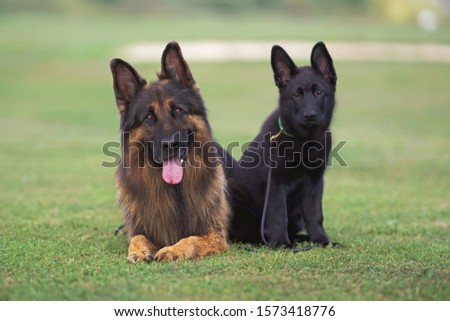 German Shepherd Dog Lying Down In Park Images And Stock Photos