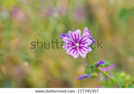 Beautiful wild flower (Common mallow) against multicolor summer background.