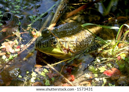 A bullfrog sits mostly submerged in a pond with dappled sunlight