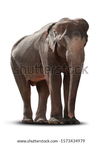Asian elephant isolated on white background with clipping path