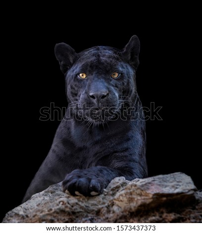 Portrait of black jaguar in black background