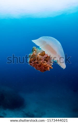 Large Jellyfish in a blue, tropical ocean
