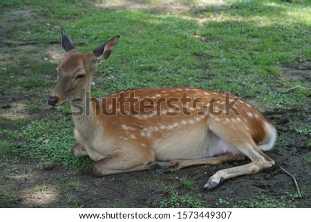 picture showing a young doe lying in the shadow in nara, japan