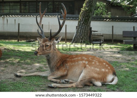 picture showing a deer lying on the ground in nara, japan