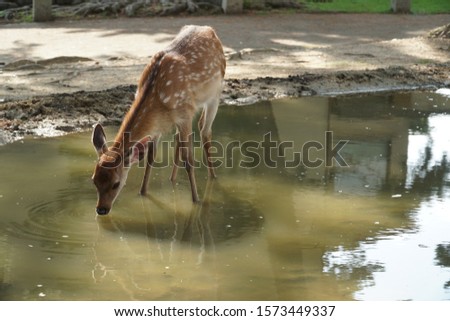 picture showing a young deer drinking water in a puddle in nara, japan