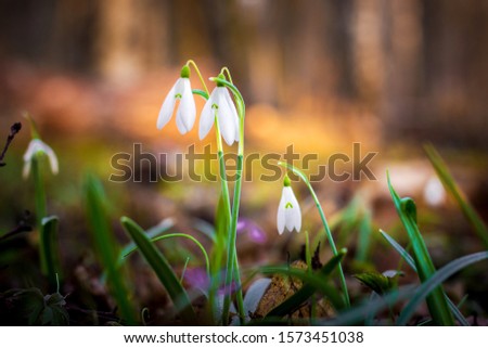 White tender snowdrops in dark forest on blurred background in sunny weather