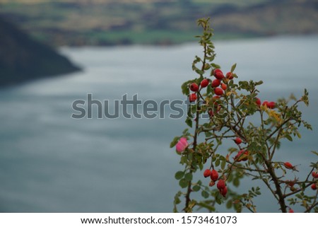 picture showing rose hips in front of a lake in new zealand