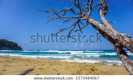 The beautiful scenery of a tree on the beach on a beautiful sunny day. Tropical wallpaper view of yellow sand and a tree with no leaves on its branches and turquoise sea waves in the background. 