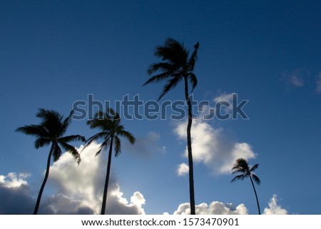 Palms in the beach, Hawaii, USA,