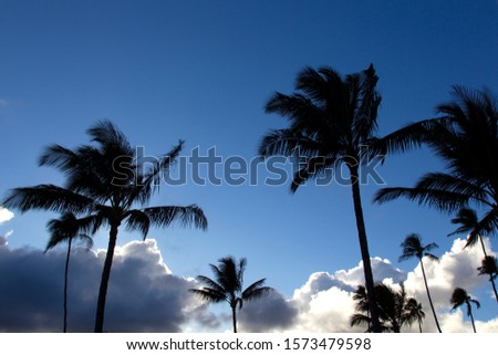 Palms in the beach, Hawaii, USA,