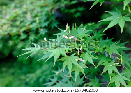 Close up of lush green Japanese maple tree in summer.