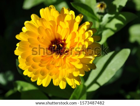 yellow calendula flower (Caléndula officinális)