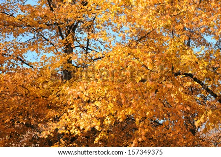 Beautiful Orange and red autumn leaves against a blue sky