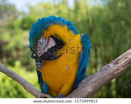 Indonesia, november 2019: Intensive blue and yellow colored feather structure of large parrot, Ara araurana. Wildlife photography
