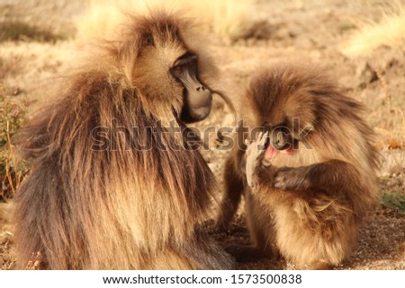 gelada monkey in simian mountains in ethiopia