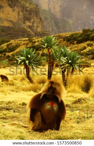 gelada monkey in simian mountains in ethiopia