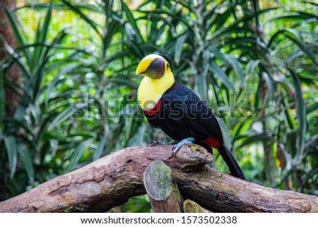 Toucan sitting on a tree branch.
