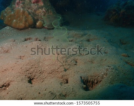 Transparent Eel in Kokopo / Rabaul scuba diving in PNG . Royalty-Free Stock Photo #1573505755