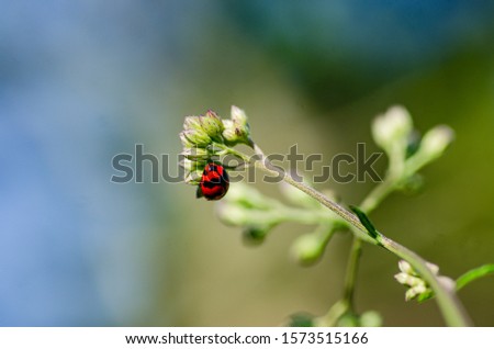 A close up picture of ladybug on the flowers