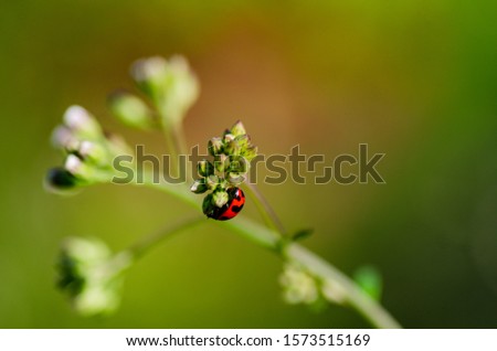 A close up picture of ladybug on the flowers