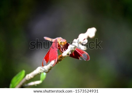 DRAGON FLY ISOLATED ON A TWIG