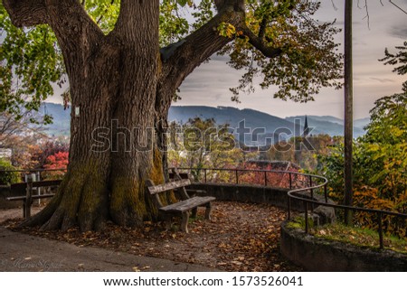 Steyr is a small historic town in Austria. This picture shows us a 300 years old lime tree.