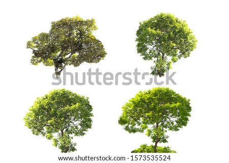 Isolated trees on a white background; a collection of trees