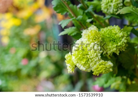 fresh bouquet round green and white flower tree in garden