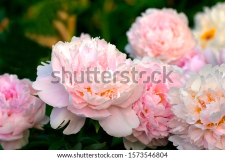 Paeonia Pillow Talk.  Double pink peony flower. Paeonia lactiflora (Chinese peony or common garden peony). Beautiful pink peonies growing in the garden.
