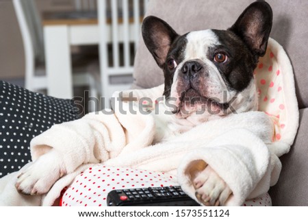 French bulldog in bathrobe watch tv with remote control in paw on the arm chair