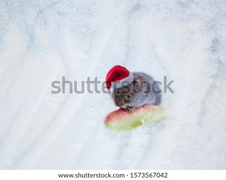 Mouse in the cap of Santa Claus in the snow