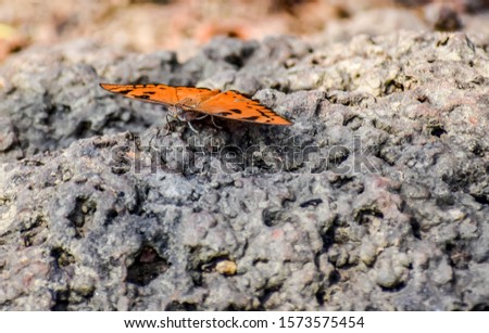 Single butterflie seat on rural forest ground with stone & dry leaf close view lookig good. Butterflies are beautiful, flying insects with large scaly wings.
