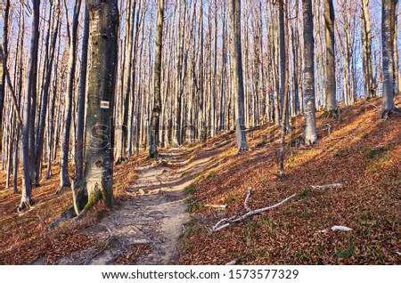 Trail marking on a trail in the mountain beech forest in Ukrain Carpatians. A navigation sign for tourist, hiker and trekker on the touristic route and path. Beech forest on an autumn sunny day. Royalty-Free Stock Photo #1573577329