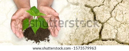 hands holding tree growing on cracked earth /hands growing tree / 