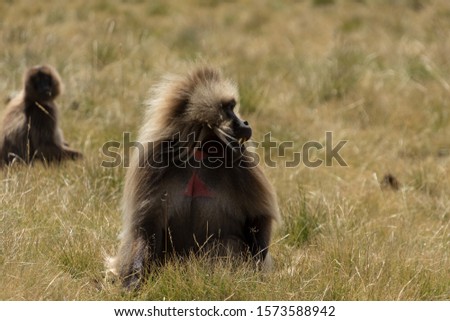 Single male Gelada Monkey Baboon with sharp teeth eating green grass, Gich, Ethiopia, Africa