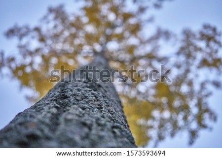 Picture of a tree, view from the bottom to upper orange leaves. Autumn