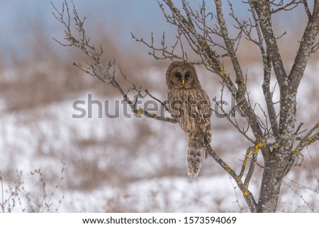 Ural owl perched on tree branch in winter.