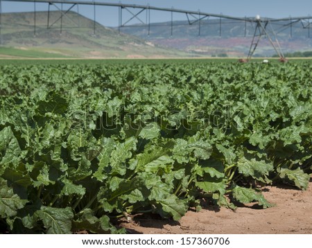 Agricultural land with row crops in Fort Collins, Colorado.