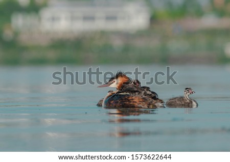 Great Crested Grebe with puppies.