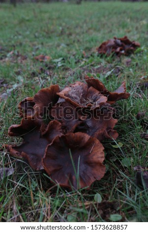 Mushroom brown autumn seasonal vegetarian